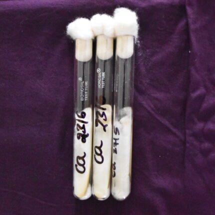 Culture tubes  (Released varieties)