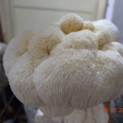 Lion’s Mane Mushroom Spawn – 1 kg (Hericium erinaceus)