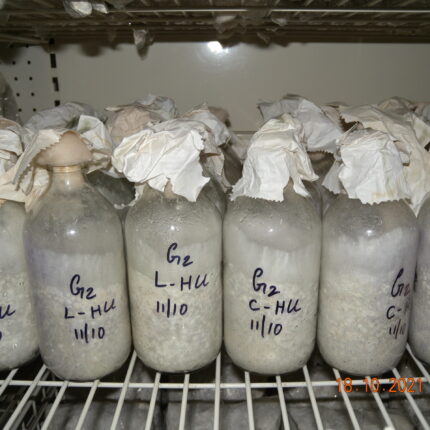 Generation II Spawn Bottle  (Released varieties)