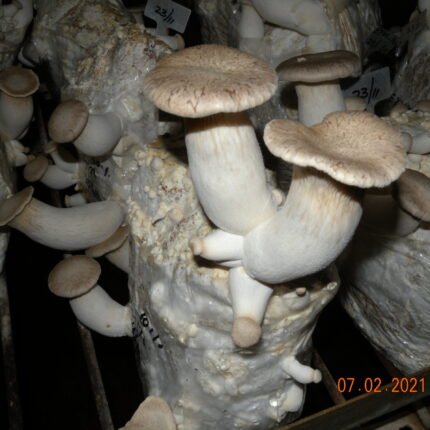 King Oyster Spawn – 1 kg (Pleurotus eryngii)