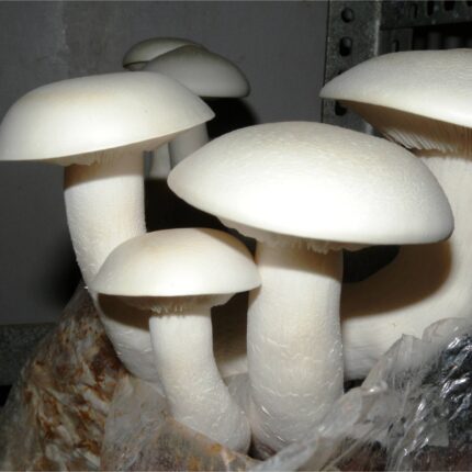 Milky Mushroom Spawn – 1 kg (Calocybe indica)