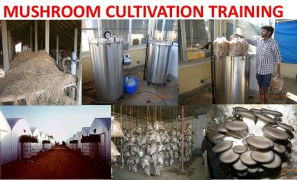 Mushroom Cultivation - Feb 02-06, 2026  (5 days)