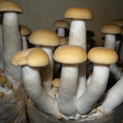 Macrocybe gigantea Spawn – 1 kg