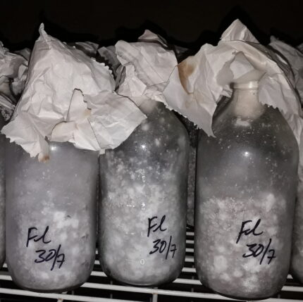 Mother Spawn Bottle (250g) (Released varieties)