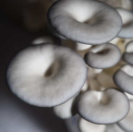 Pleurotus ostreatus Spawn – 1 kg