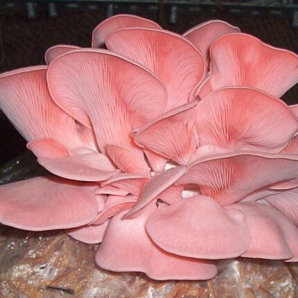 Pink Oyster Spawn – Arka OM-1 – 1 kg (Pleurotus djamor)