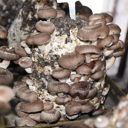 Shiitake Mushroom Spawn – 1 kg (Lentinula edodes)
