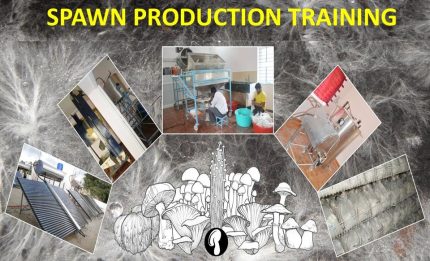 Spawn Production – Jan 28–30, 2026