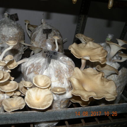 Tuber Oyster Spawn – 1 kg (Pleurotus tuber-regium)