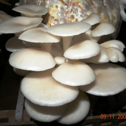 White Oyster Spawn – 1 kg (Pleurotus florida)