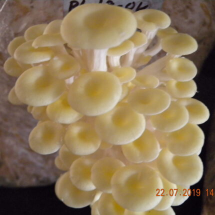 Golden Oyster Spawn – 1 kg (Pleurotus citrinopileatus)